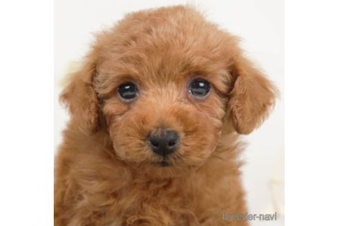 成約済の千葉県のトイプードル-226747の4枚目